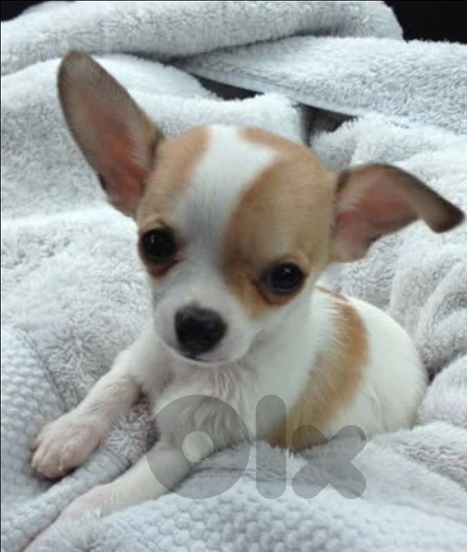 chiwawa
