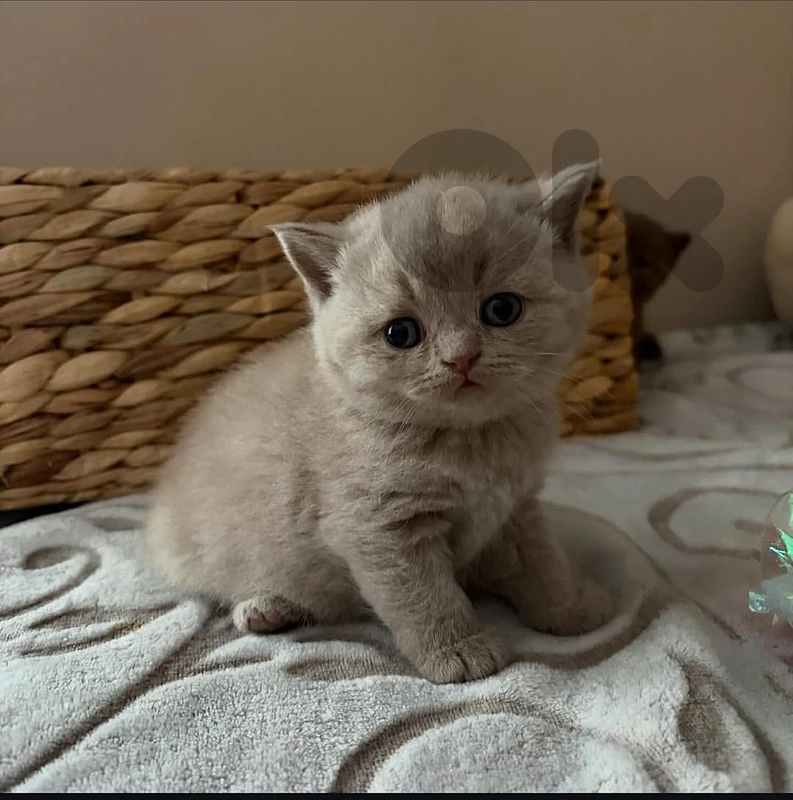 purest British lilac and Scottish fold kittens purest British lilac and Scottish fold kittens