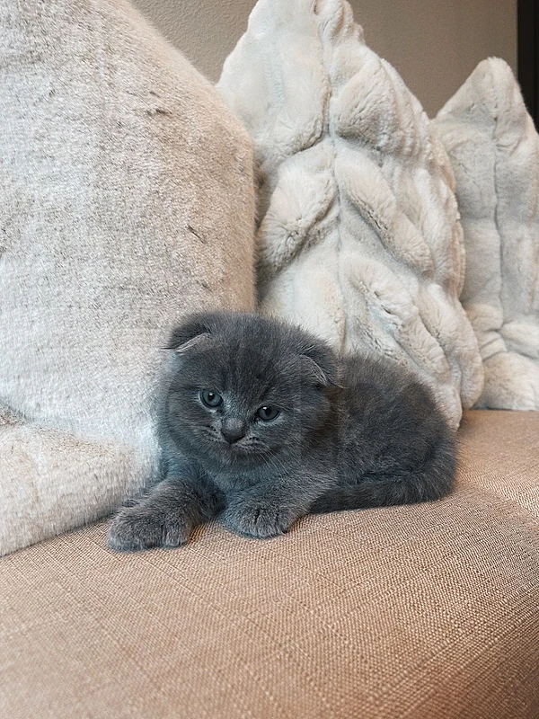 purest British and Scottish fold kittens