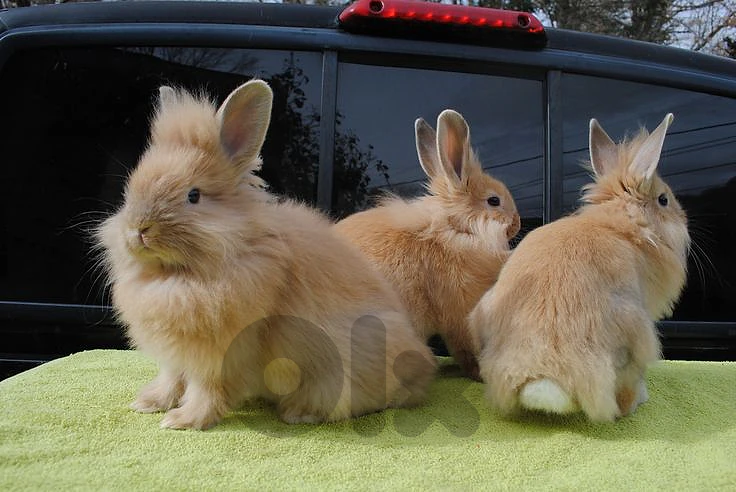 🐰 Adorable Lionhead Bunny – Fluffy & Friendly! 🦁