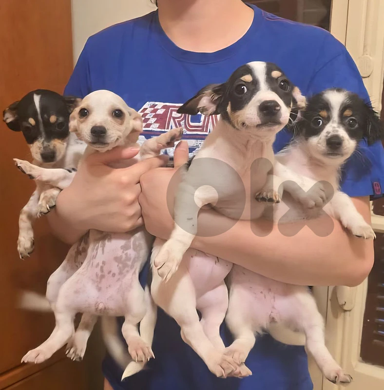 dog for sale