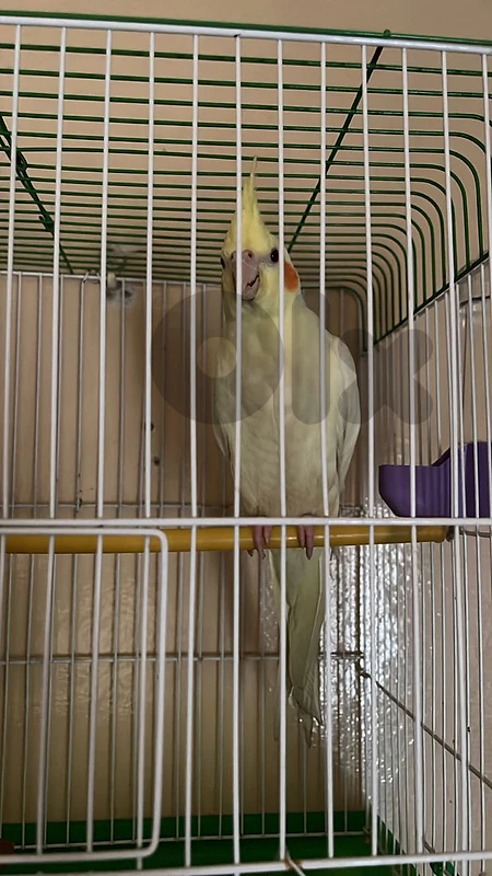 karawan or cocktail age 2 month