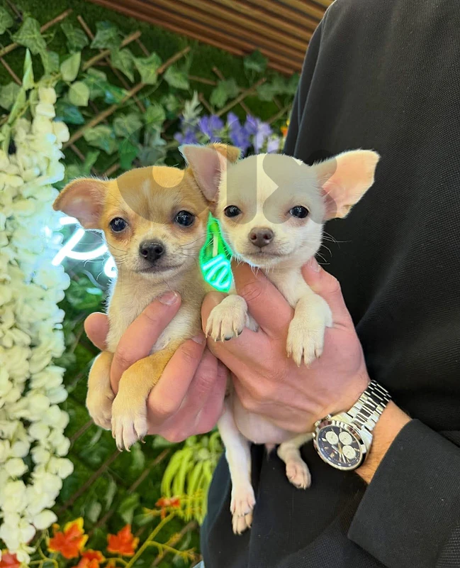 Chihuahua puppy for sale