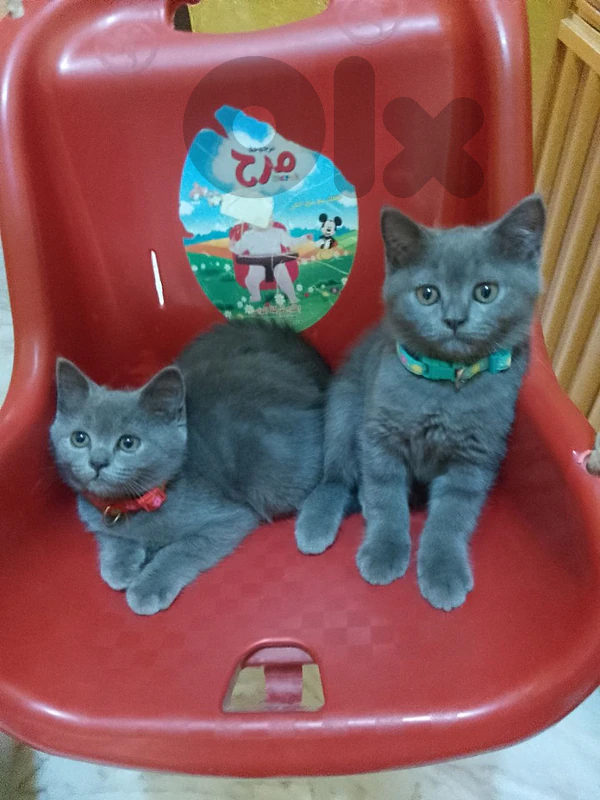 British kitten male and female