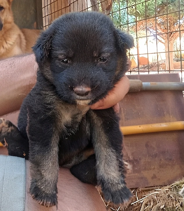 german malinois shepherd long and short hair puppy