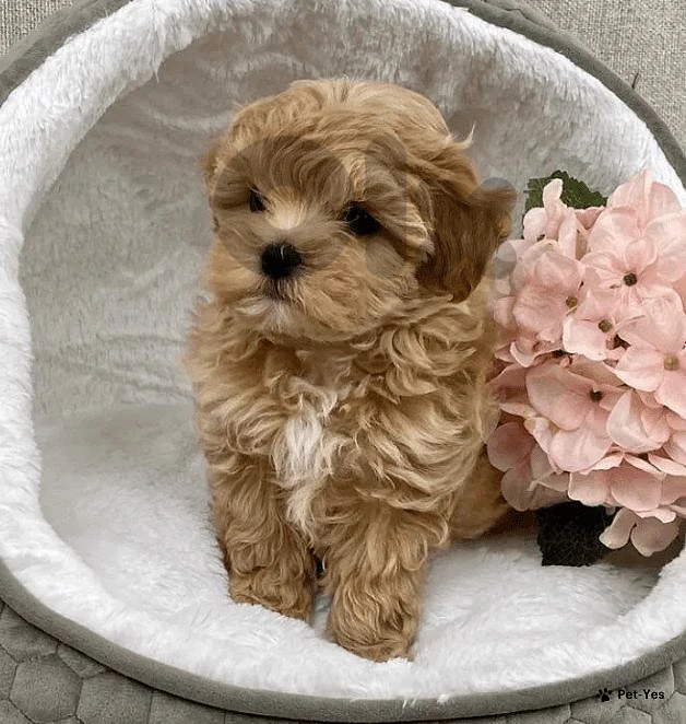 Maltipoo Puppy – Loving, Intelligent & Hypoallergenic! 🤍