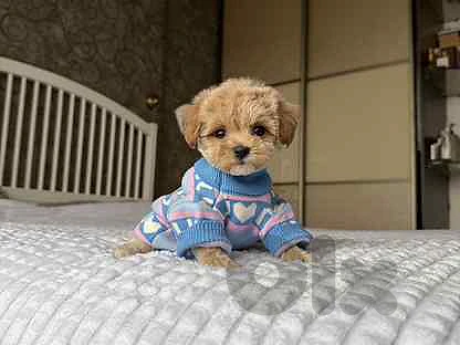 Premium Maltipoo Puppy Available 🐾