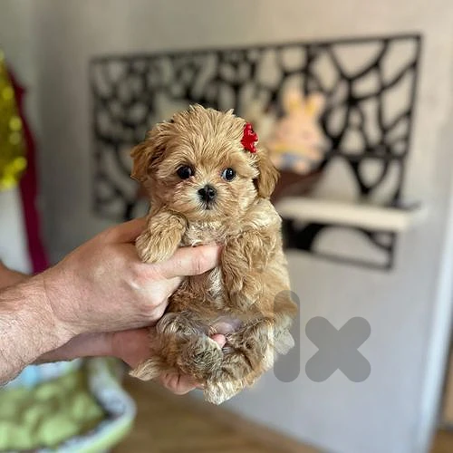 Adorable Maltipoo Puppy Looking for a Forever Home!