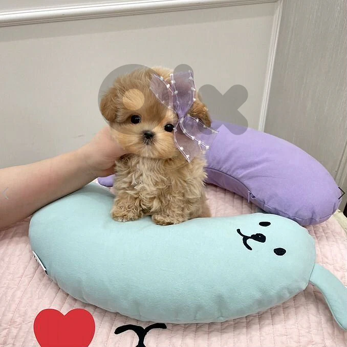 Beautiful Maltipoo Puppy – The Perfect Family Companion