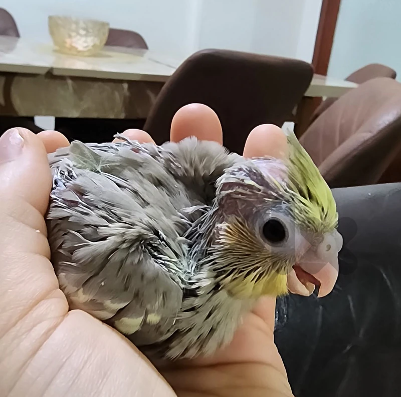 baby cocktail