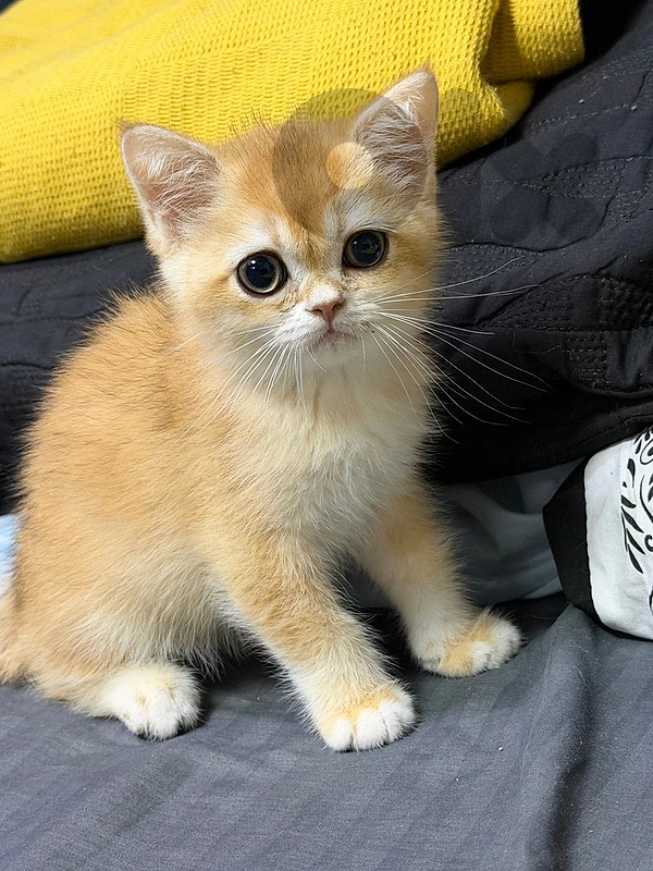 golden chinchilla