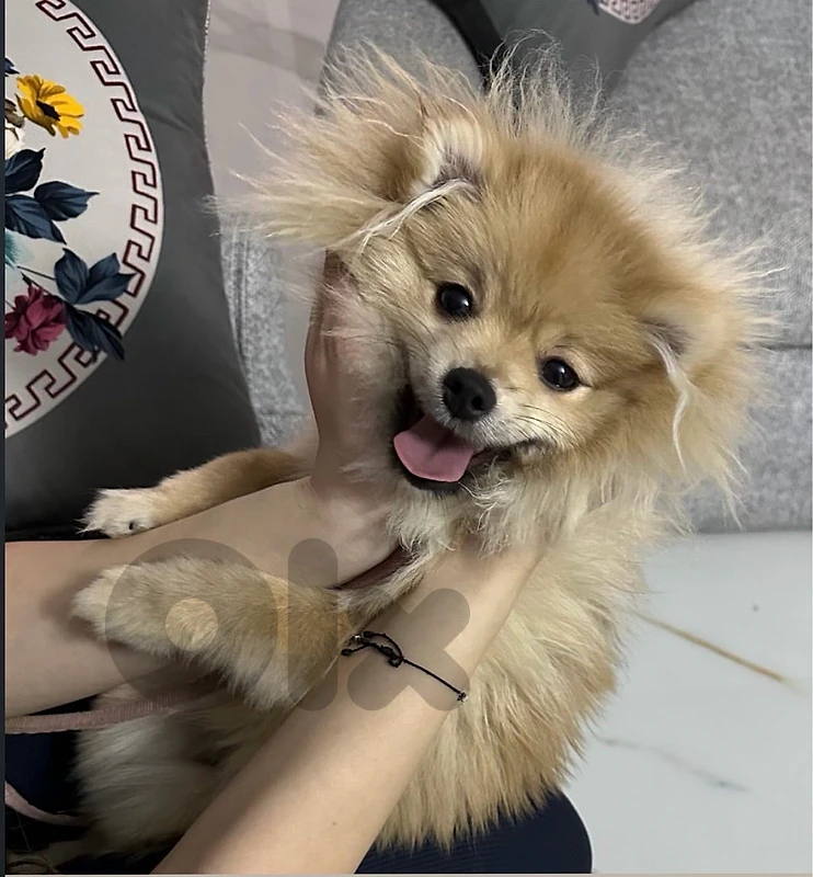 Pure Pomeranian Female Dog – 1.5 Years Old