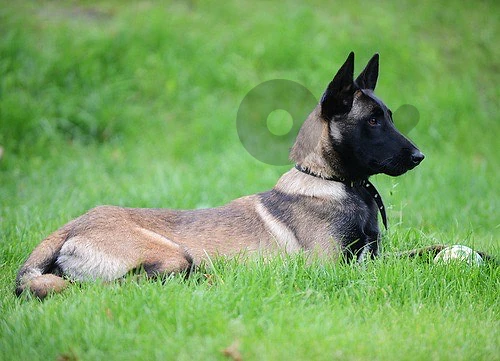 malinois