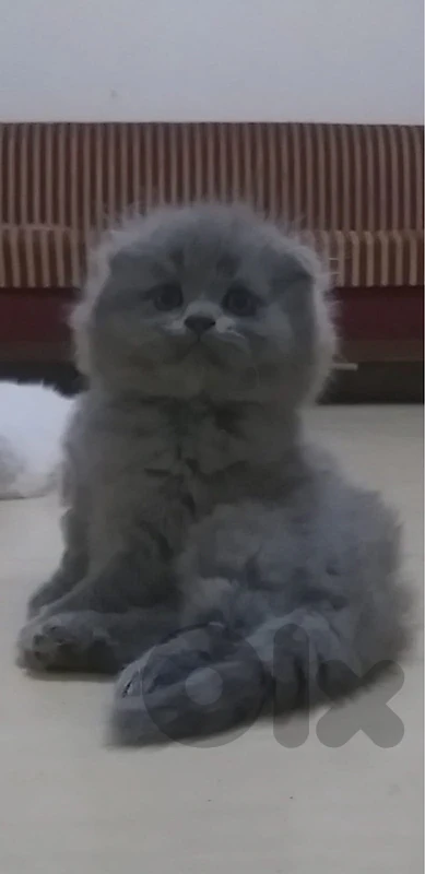 Scottish fold long hair Kitten Available