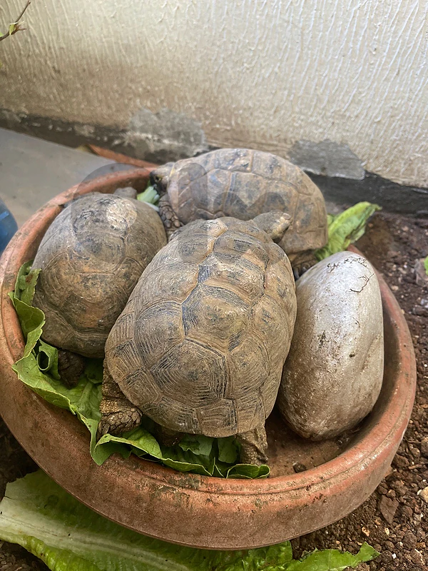 Turtles