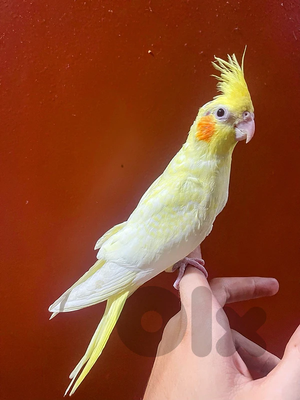 baby sun conure & cocktail lutino & babies green cheek conure