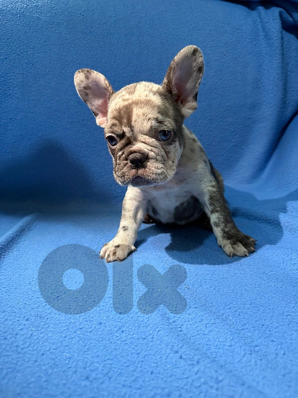 French Bulldog