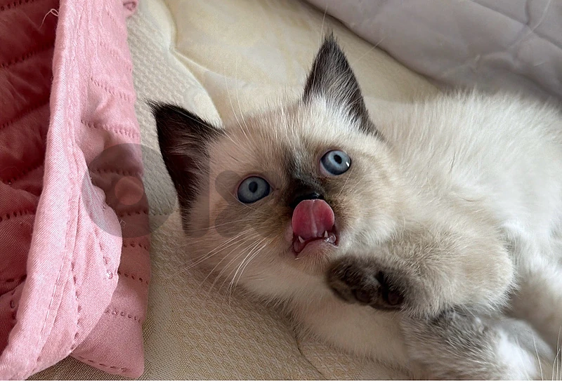 little siamese cat