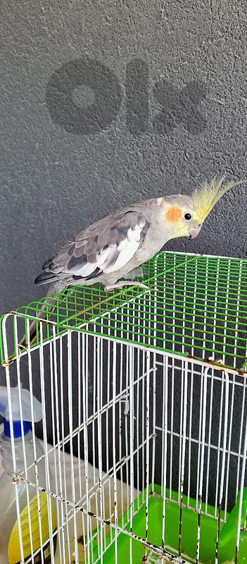 cockatiel male 8 month
