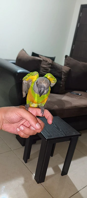 senegale yoyo parrot