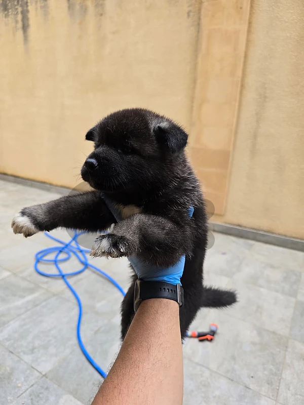 Pure american akita