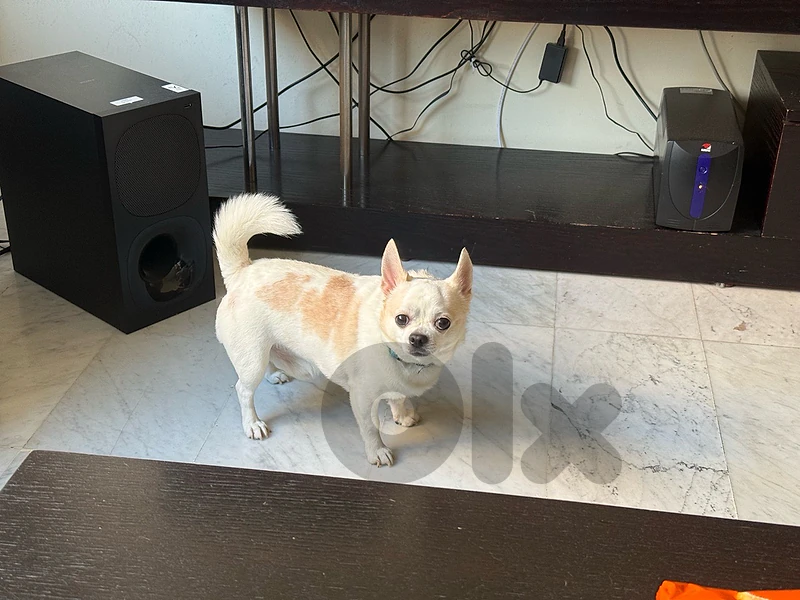 chico the chihuahua