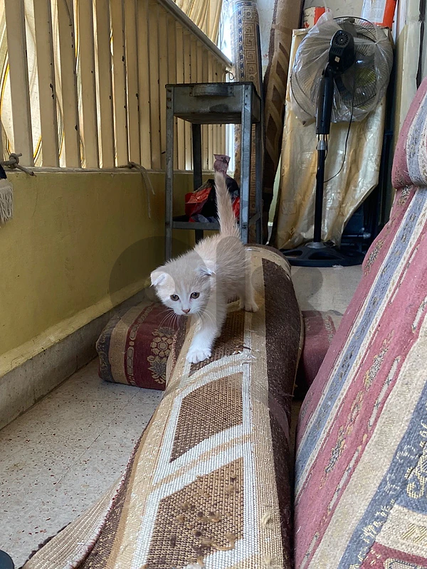 kittens