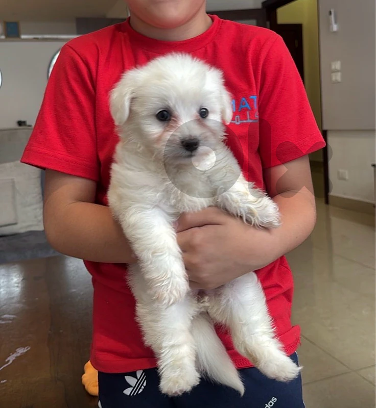 Maltese