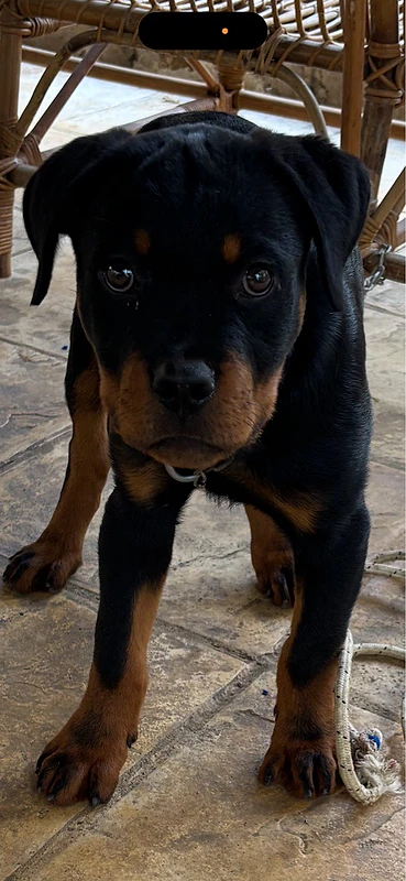 male Rottweiler puppy
