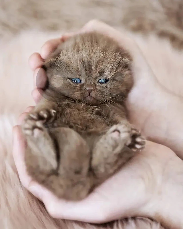 scottish fold and gold