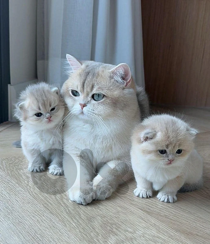 scottish fold and gold