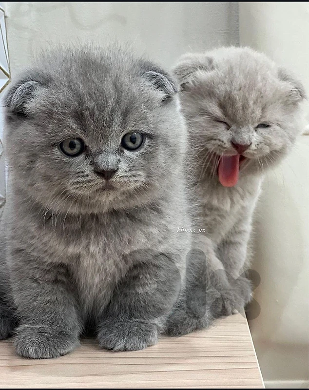 scottish gray