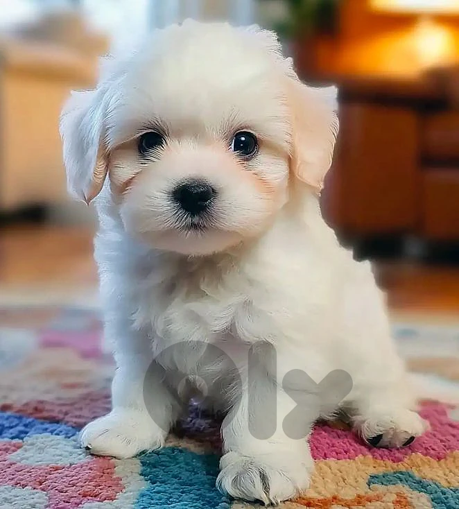 bichon maltese