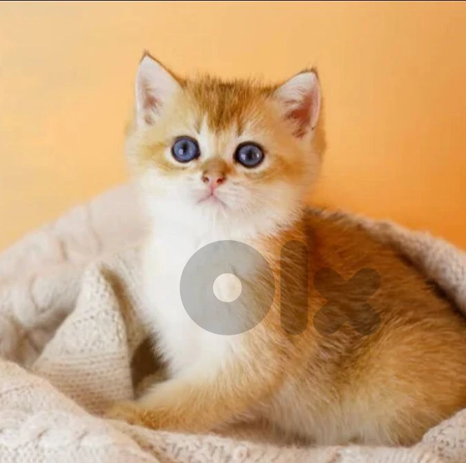 golden chinchella