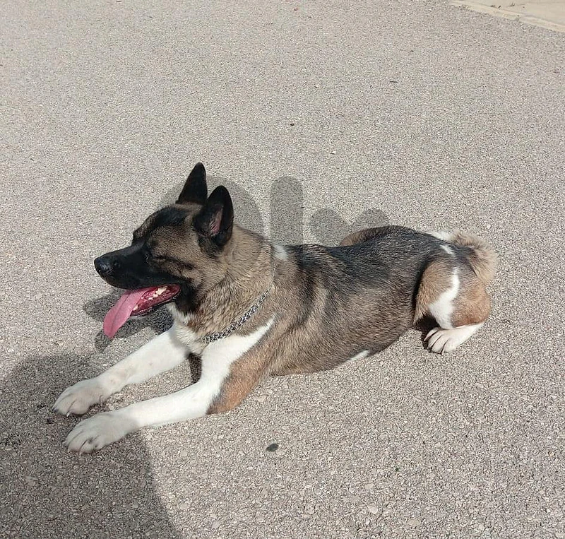 American Akita Female for Sale 🐕