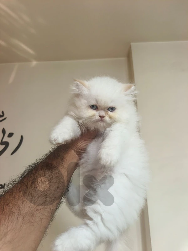 male ragdoll orange