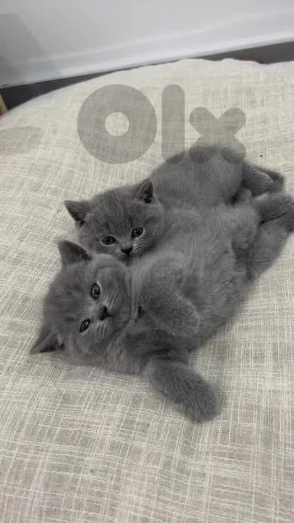 British kitten