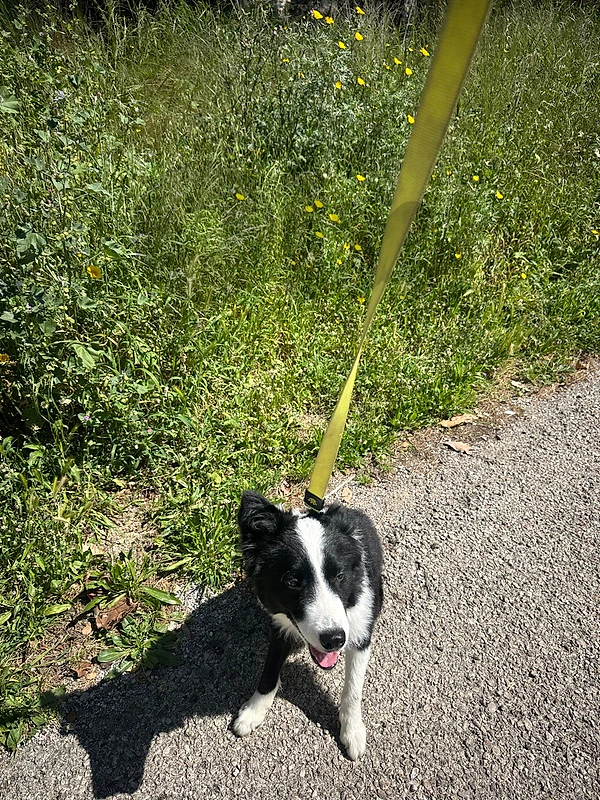 Border Collie