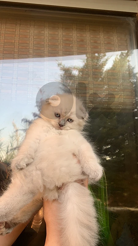 cats for sale