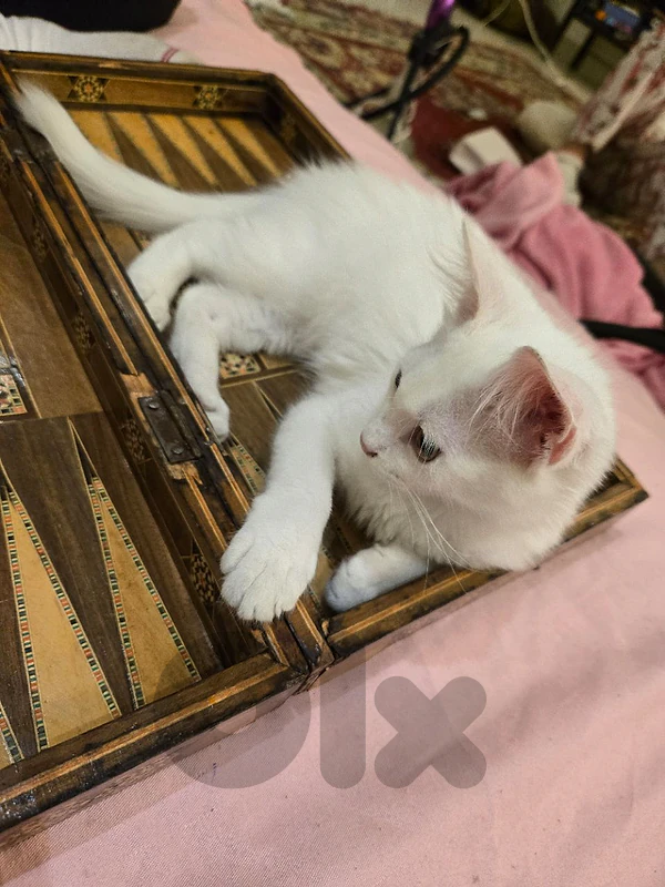 kittens for adoption