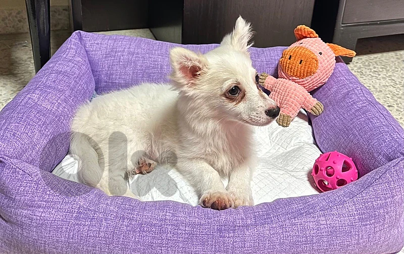 Puppy loulou