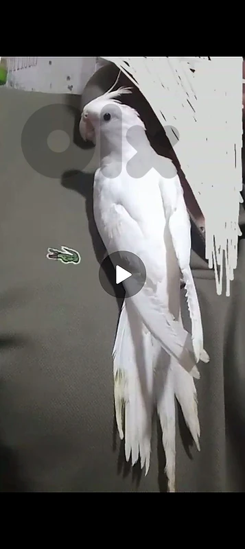 دكر كروان ألبينو مروض