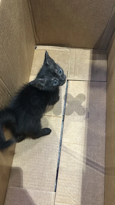 kitten for adoption