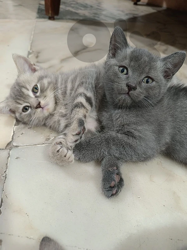 British kittens