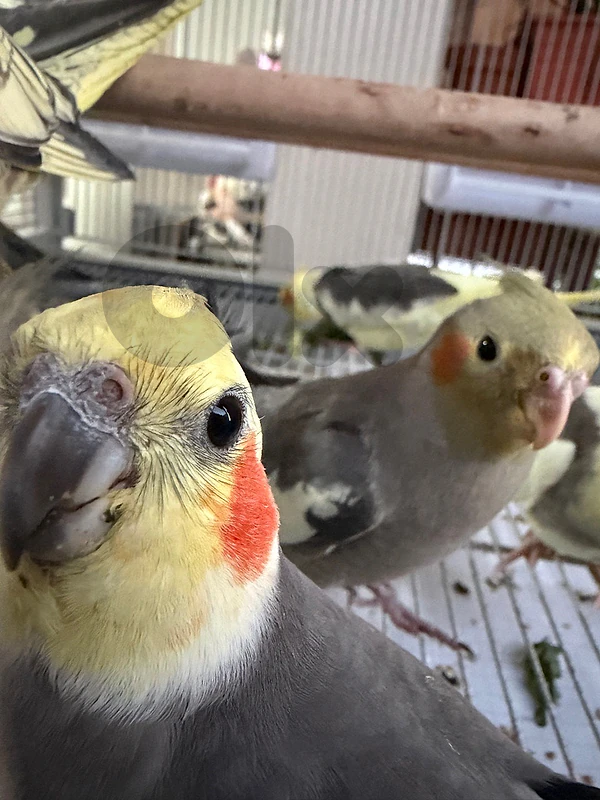 Cockateils for Sale 1 Month