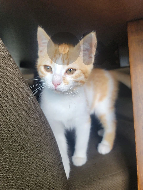 kitten for sale