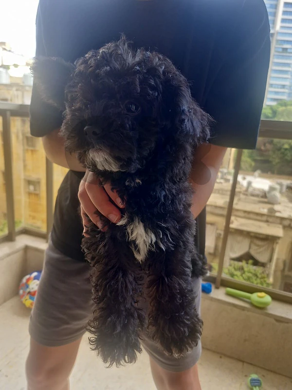 poodle puppy for sale