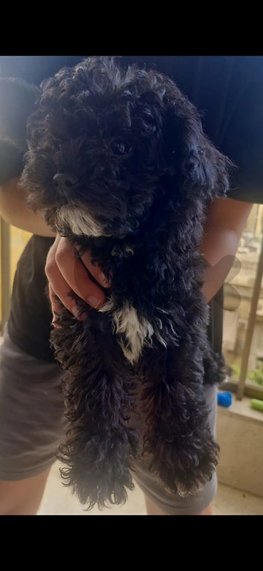 Toy poodle puppy for sale