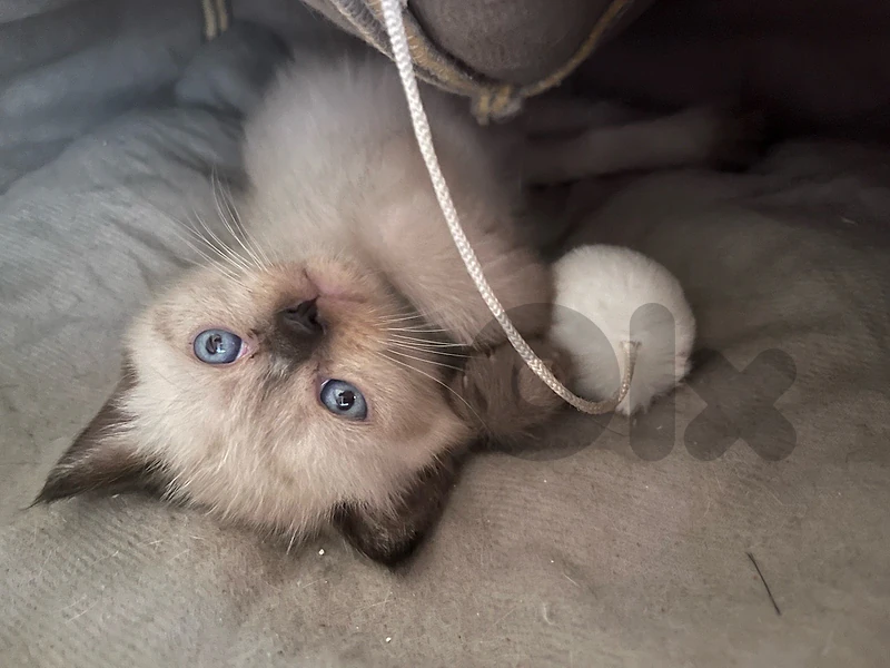 kitten