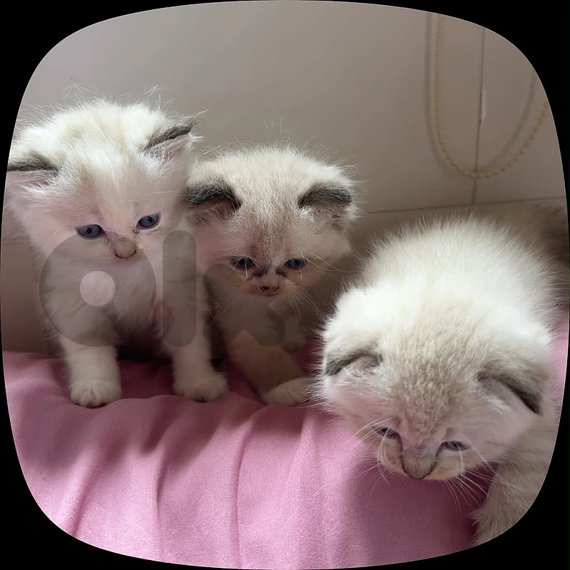 kitten